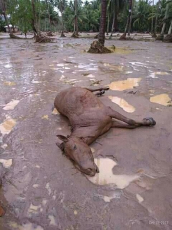 WhatsApp Image 2017-12-23 at 17.22.13.jpeg