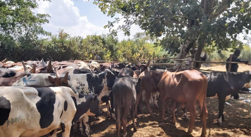 2020-uganda-kurban-faaliyetleri-3.jpg