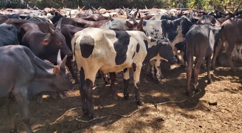 2020-uganda-kurban-faaliyetleri-4.jpg