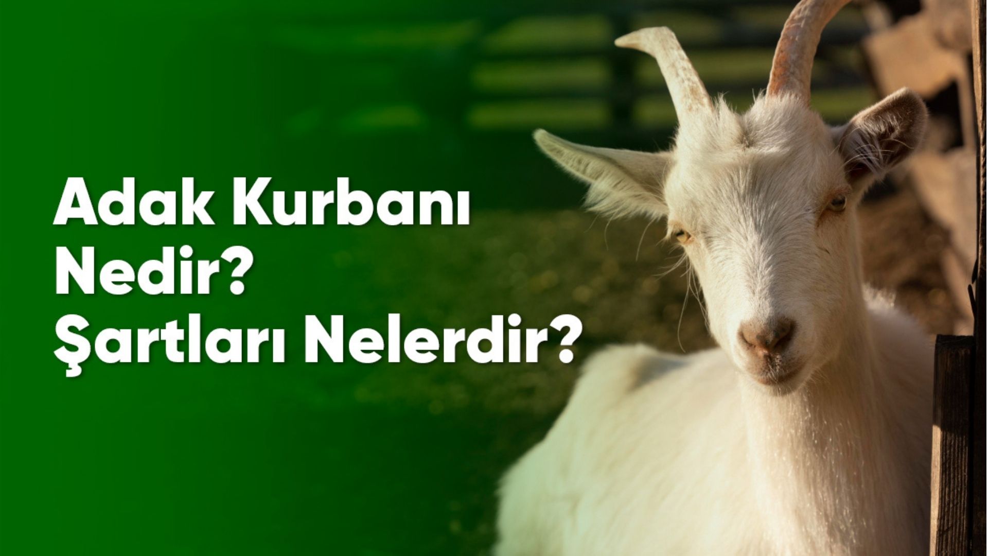 adak-kurbani.jpg