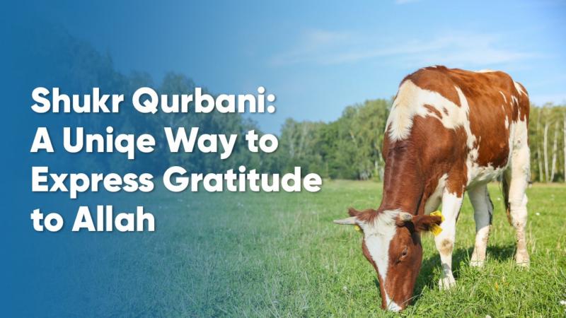 Shukr Qurbani: A Unique Way to Express Gratitude to Allah