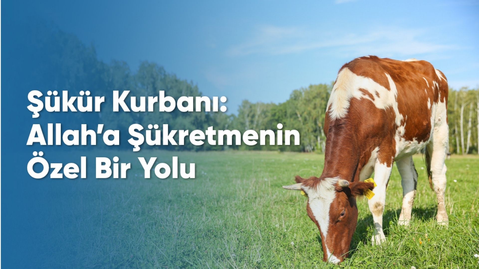 sukur-kurbani.jpg