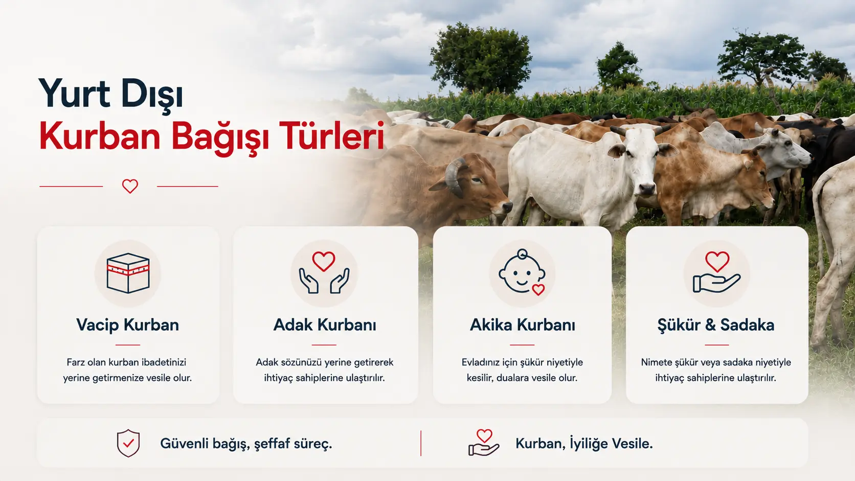 kurban bağışı, kurban hissesi, yurt dışı kurban